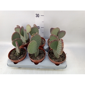 Opuntia microdasys