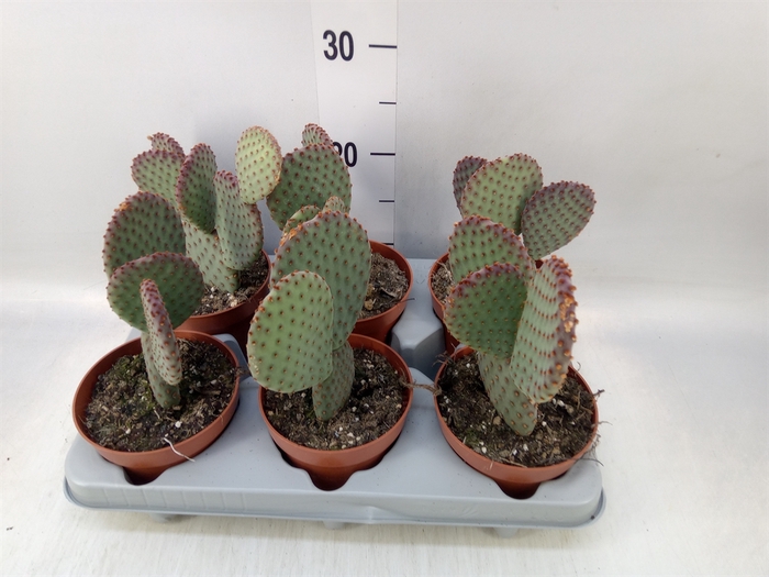 <h4>Opuntia microdasys</h4>