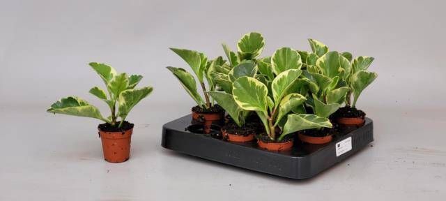 <h4>PEP OBT VARIEGATA</h4>