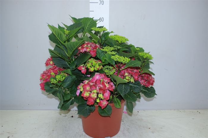 <h4>Hydrangea Macr Hi Tornado 15-20 X</h4>