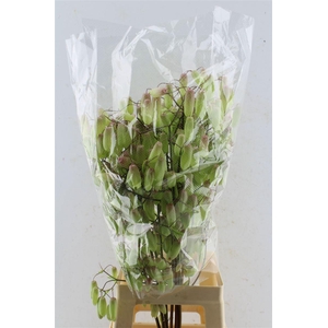 Kal Adans Apple Kids