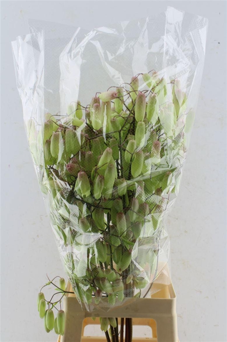 <h4>Kal Adans Green Apple</h4>