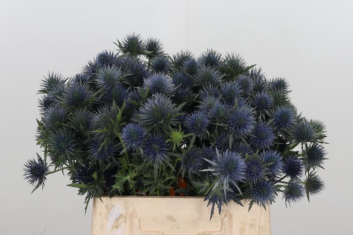 <h4>Eryn Magnetar Qstar</h4>