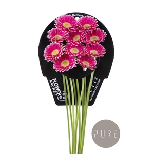 Germini Twiggy Flowerracket