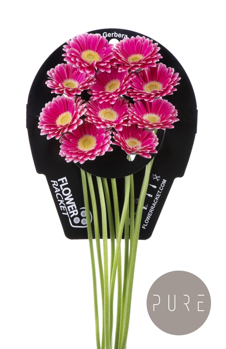 <h4>Germini Twiggy Flowerracket</h4>