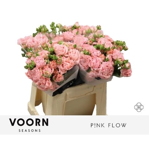 Rosa spray pink flow
