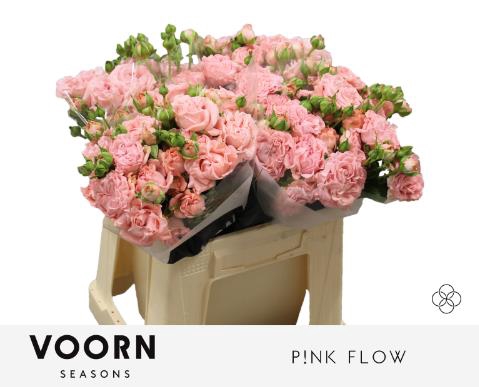 <h4>Rosa spray pink flow</h4>