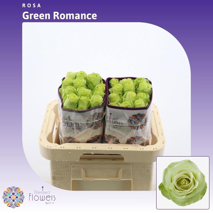 <h4>R GR GREEN ROMANCE</h4>