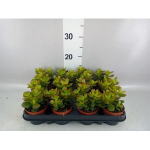 Crassula ovata 'Minor'