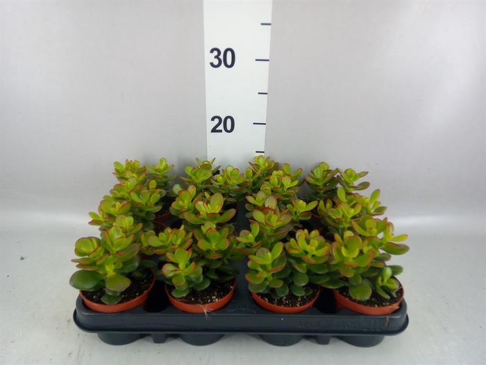 <h4>Crassula ovata 'Minor'</h4>