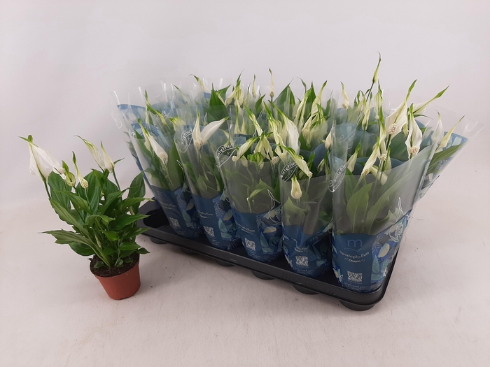 <h4>SPATH CHOPIN</h4>