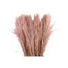 Cortaderia Pink Blush