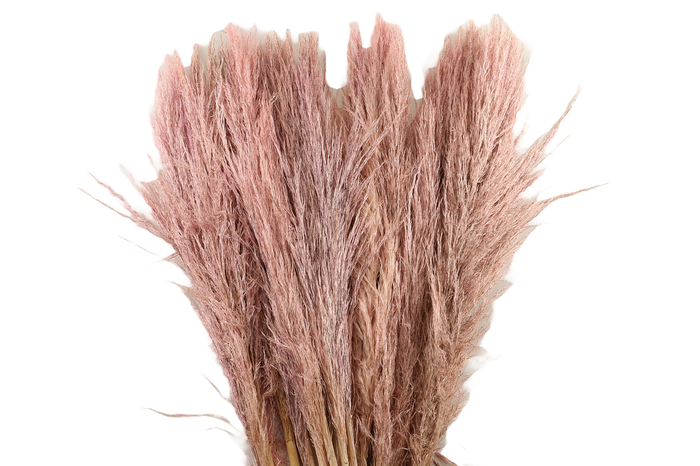 Cortaderia Pink Blush