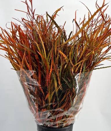 <h4>Grevillea Painted Autumno de Luxe</h4>