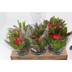 NEOREGELIA CAROLINAE P14