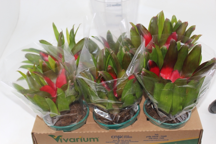 <h4>NEOREGELIA CAROLINAE P14</h4>