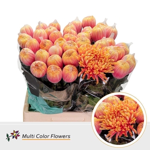 Chrysanthemum PL 'Antonov'  .col H%