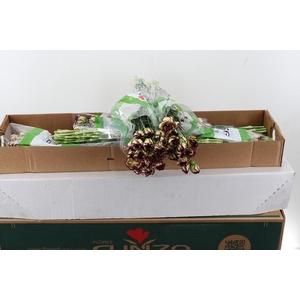 Di St Extravaganza Box