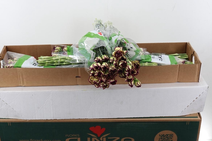 <h4>Di St Extravaganza Box</h4>