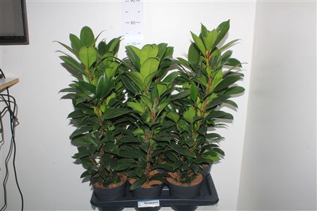 <h4>Fic Cyat Compacta</h4>