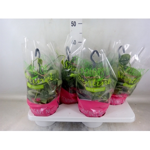 Scindapsus pictus 'Argyraeus'