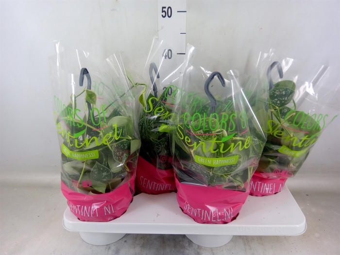 <h4>Scindapsus pictus 'Argyraeus'</h4>