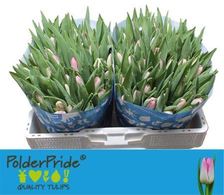 <h4>Tu En Dynasty</h4>