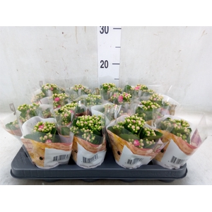Kalanchoe blos. 'RosDon Nando'