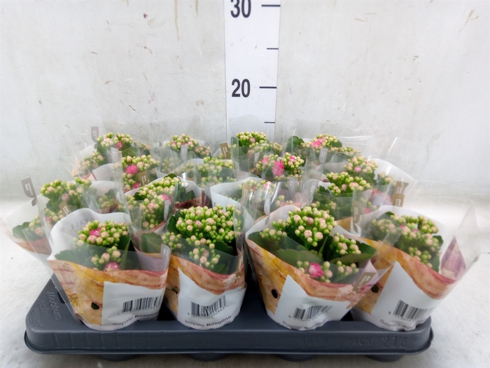 <h4>Kalanchoe blos. 'RosDon Nando'</h4>
