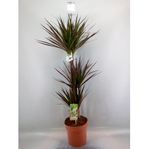 Dracaena marg. 'Magenta'