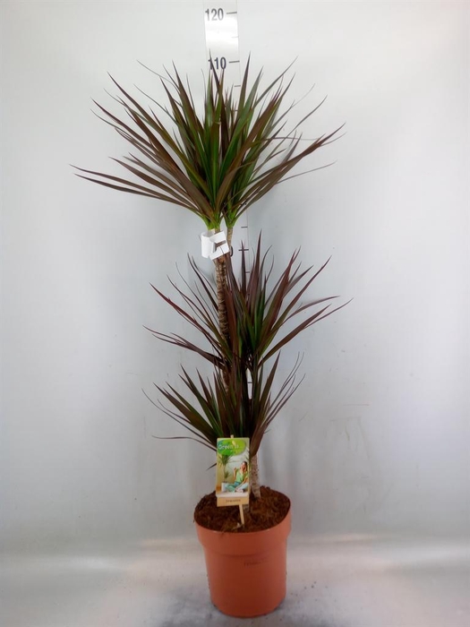 <h4>Dracaena marg. 'Magenta'</h4>