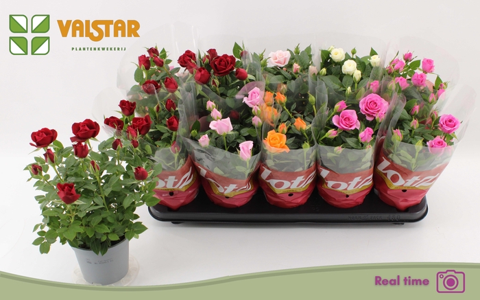 <h4>RO LOTZ OF GEM 6 KL</h4>