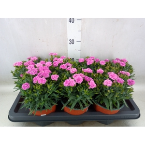 Dianthus barb.