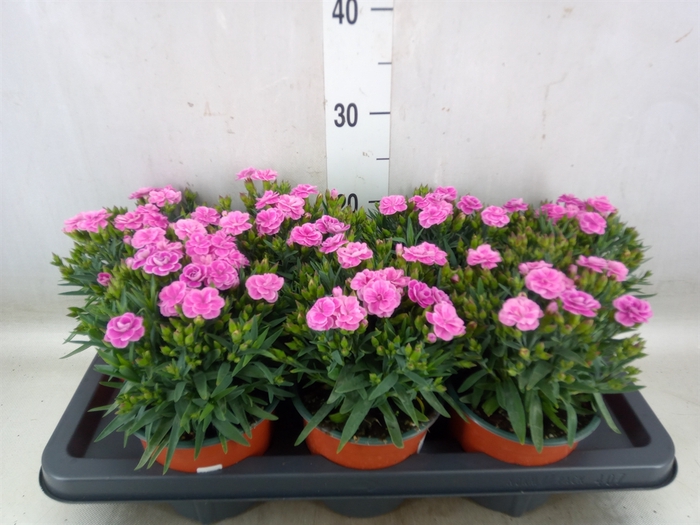 <h4>Dianthus barb.</h4>