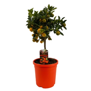 Citrus calamondin