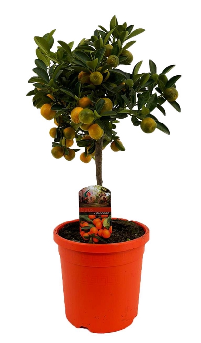 <h4>Citrus calamondin</h4>