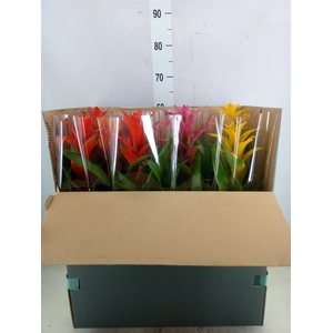 Guzmania   ...mix