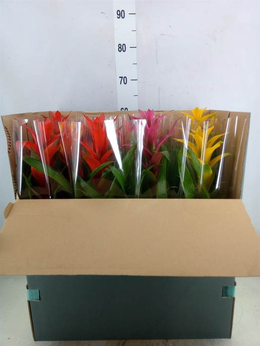 <h4>Guzmania   ...mix</h4>