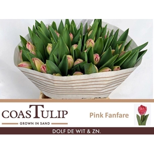 Tulipa do pink fanfare