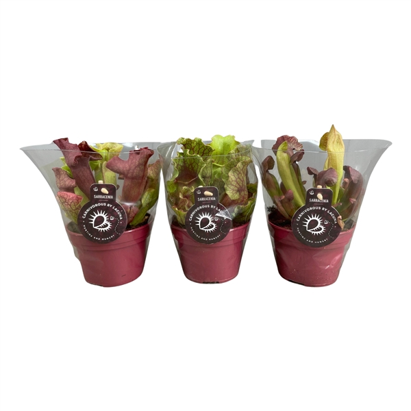 <h4>Sarracenia mix in transparante floracup</h4>