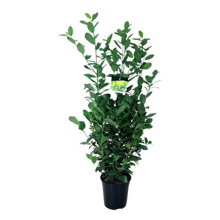 <h4>Prunus laur. 'Obelisk'</h4>