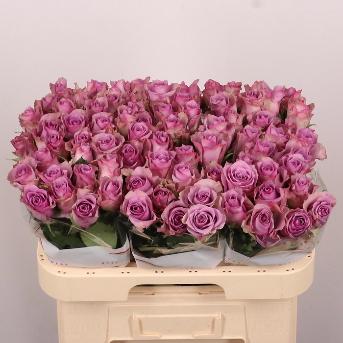 <h4>R GR NIGHTINGALE!</h4>