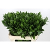 Ruscus Hypophyllum