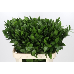 Ruscus Hypophyllum