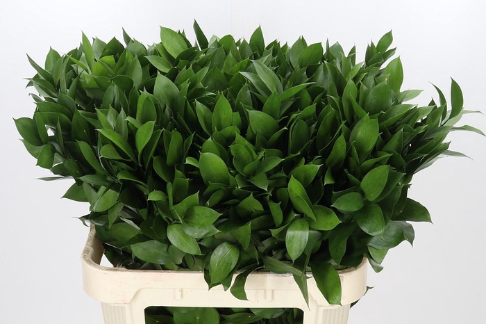 <h4>Ruscus Hypophyllum</h4>