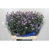 Aster Cassandra