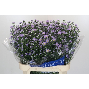 Aster Cassandra