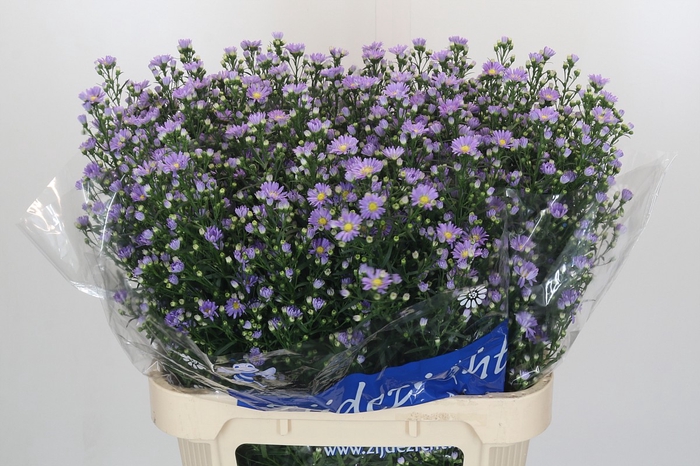 Aster Cassandra