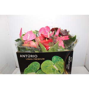 ANTHURIUM VARIADO P17 PREMIUM