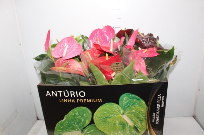 <h4>ANTHURIUM VARIADO P17 PREMIUM</h4>